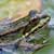 How to Make A Garden Wildlife Pond